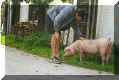Nico&Pig.jpg (157550 bytes)